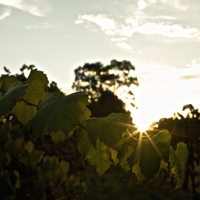harrigans hunter valley